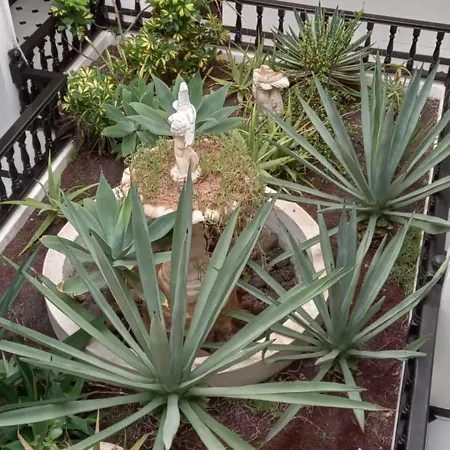 Marezia アパート *