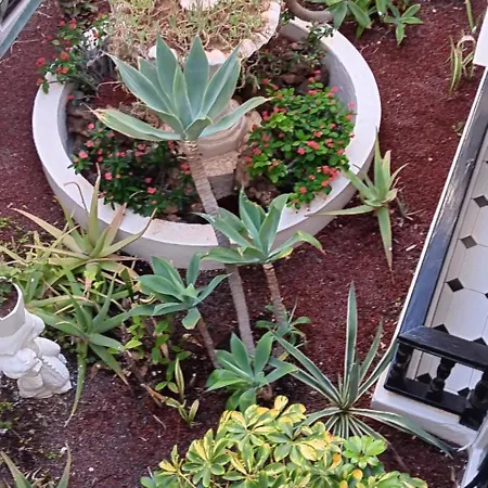 Marezia * 코라레호