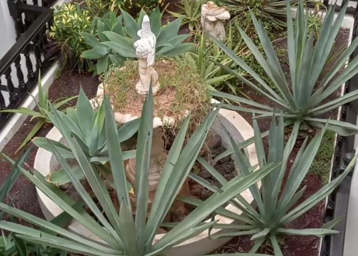 Marezia Apartamento *